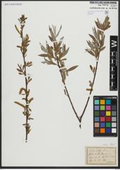 Foto von Salix alba subsp. alba L.